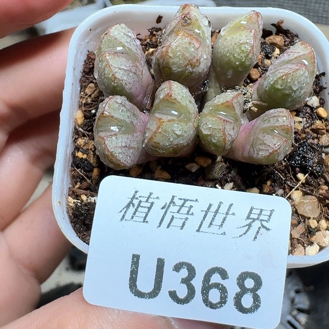 368盒多肉植物哇c v