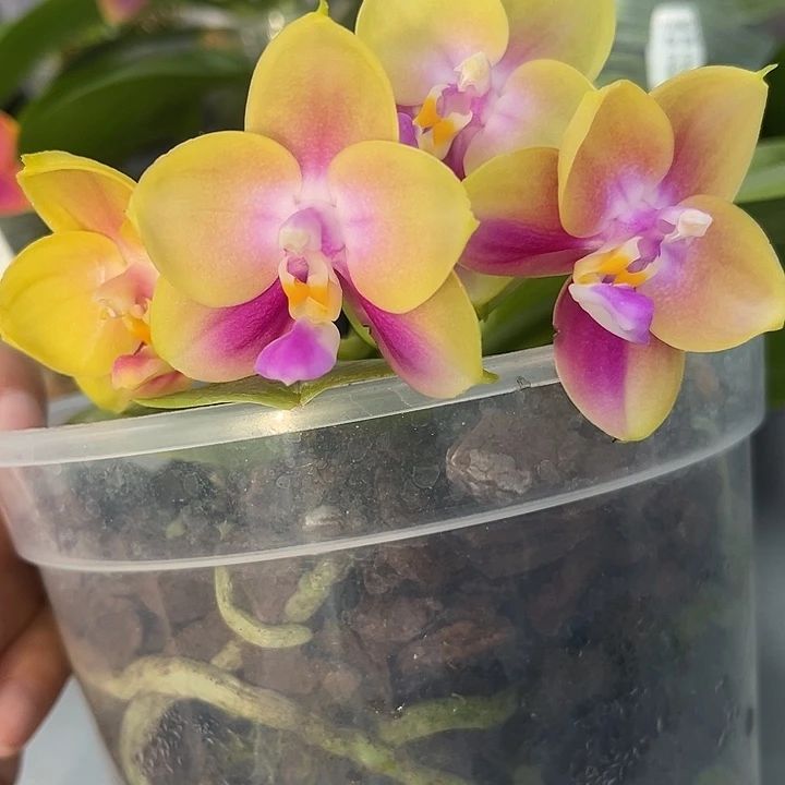 全部花苞4.5寸杯BKH2257