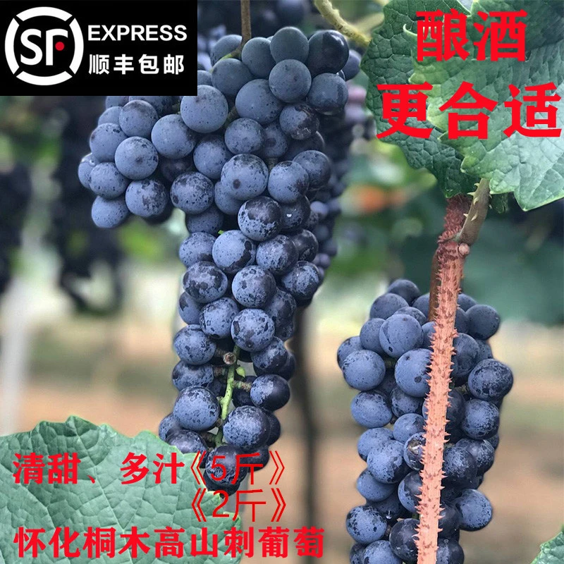 【顺丰包邮】南方葡萄沟怀化中方高山刺葡萄酿酒桐木湘珍珠新鲜现摘