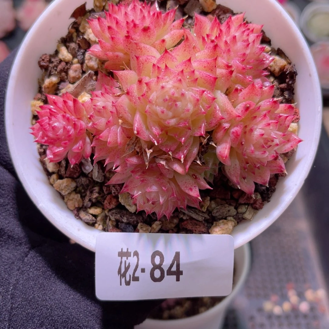 红陶花利美2-84麦秆群