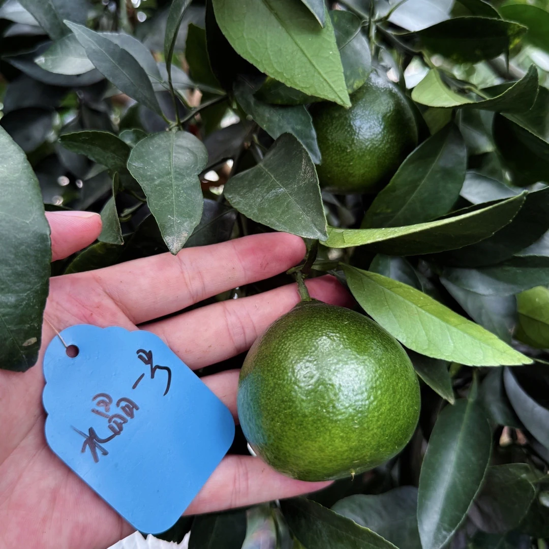 早熟新品种水晶一号8月底成熟杯苗现货带原土发货草本种苗