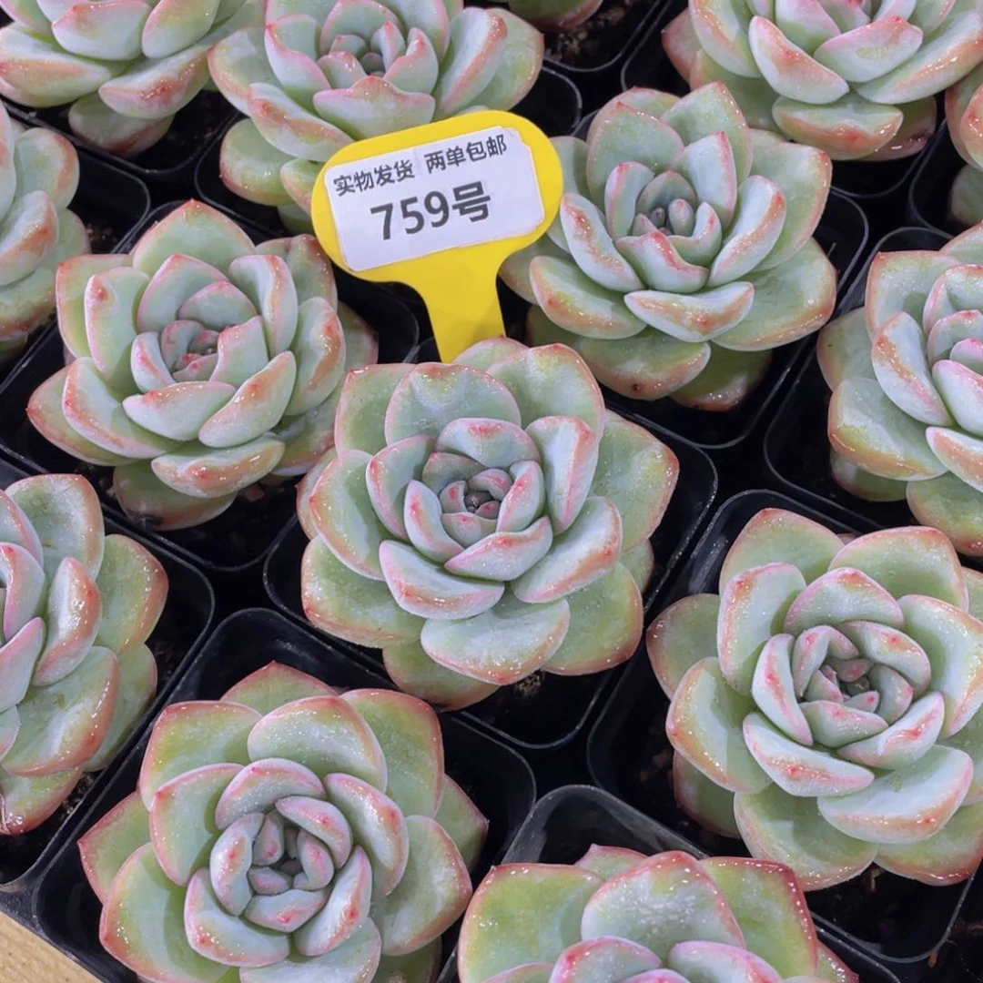 759号 老桩草莓泡芙奶油泡芙单头一个