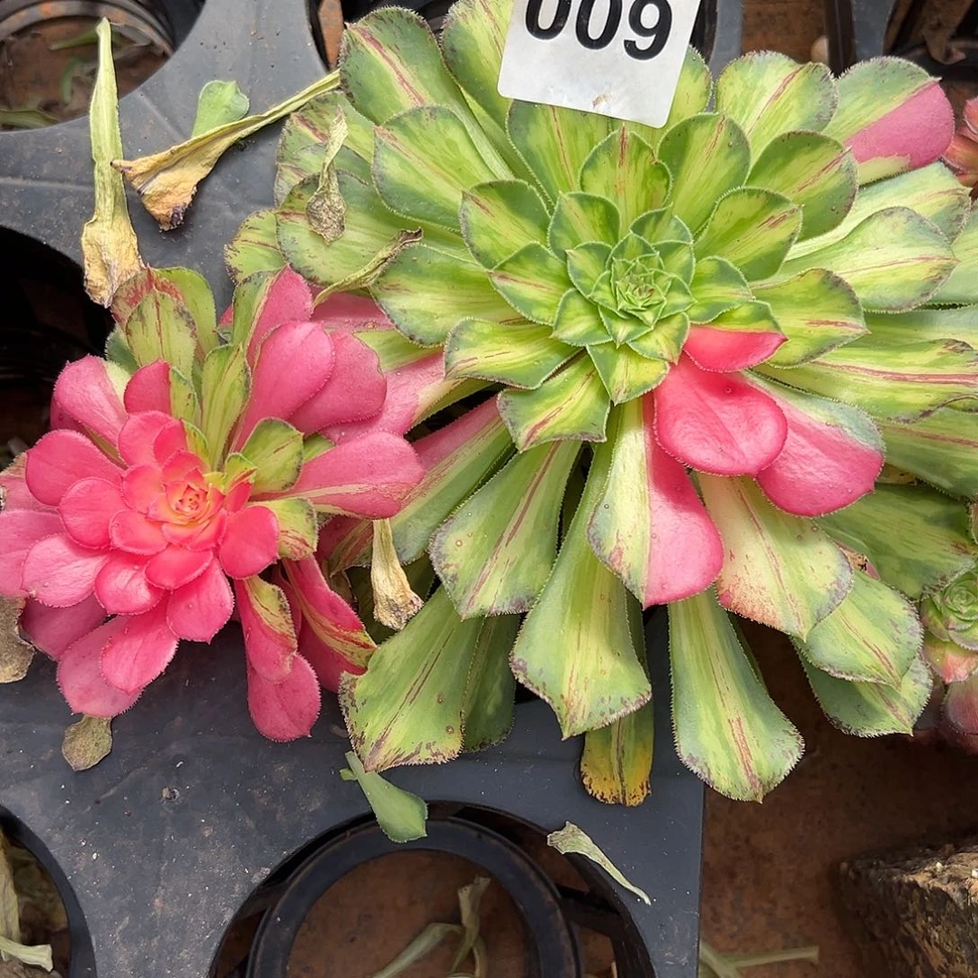 精品多肉植物009知否