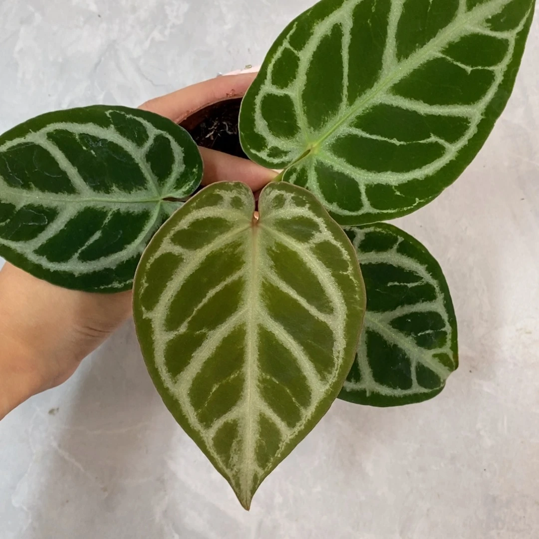 完全开放219 红水晶杂铜锣烧小苗