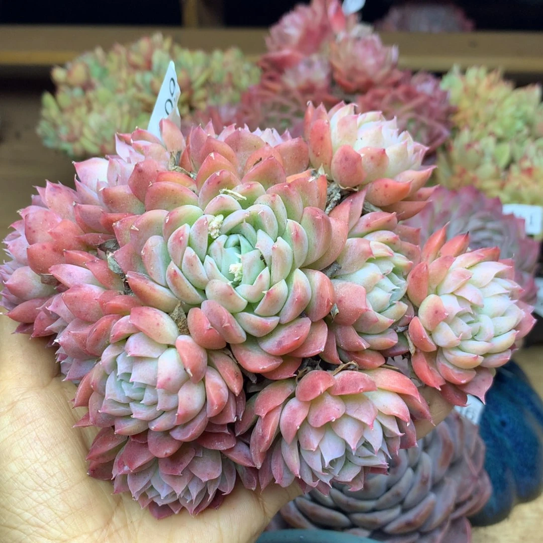 6799新年快乐发发发