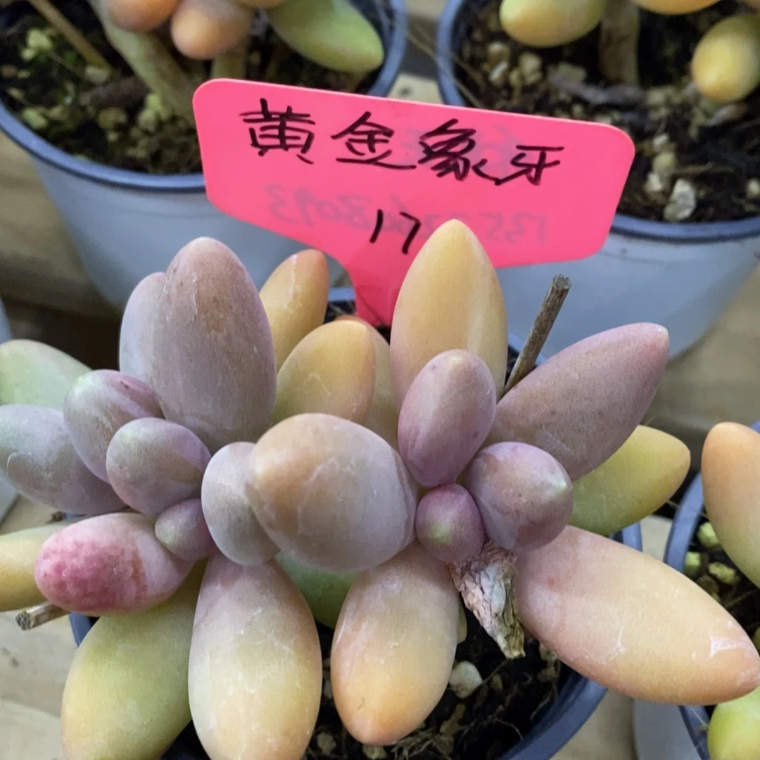 开心多肉，首播，欢迎