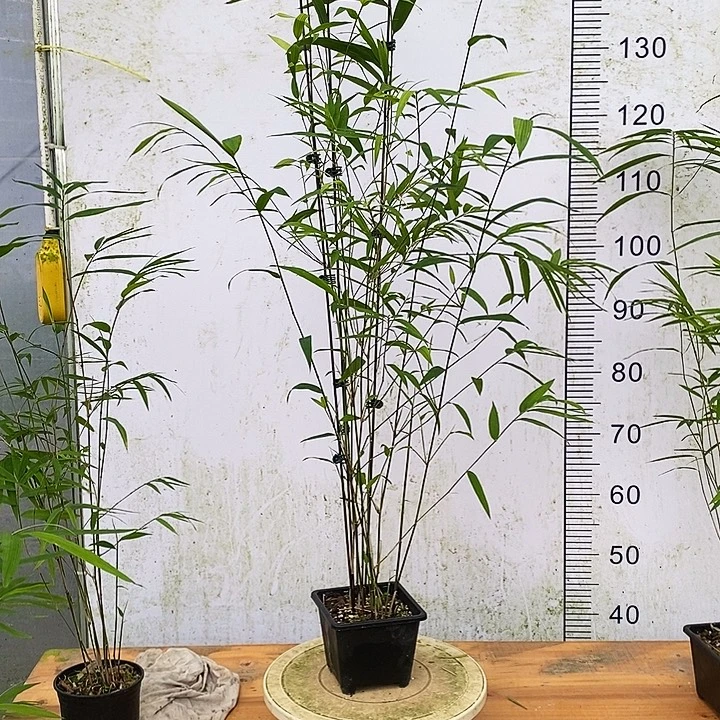 周***青完全开放内门竹内门竹