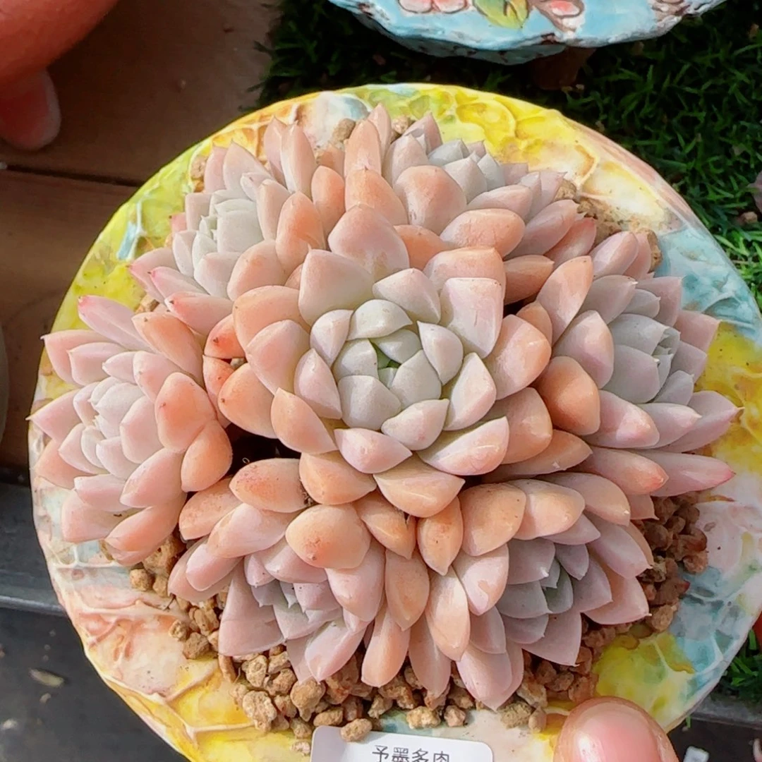 月影手捧，7845多肉植物