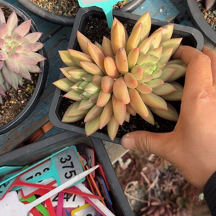 凯***e多肉植物米其林群345
