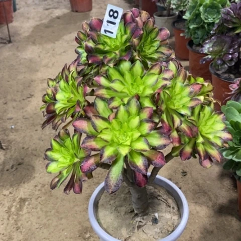 118嫁接邵华1245567888