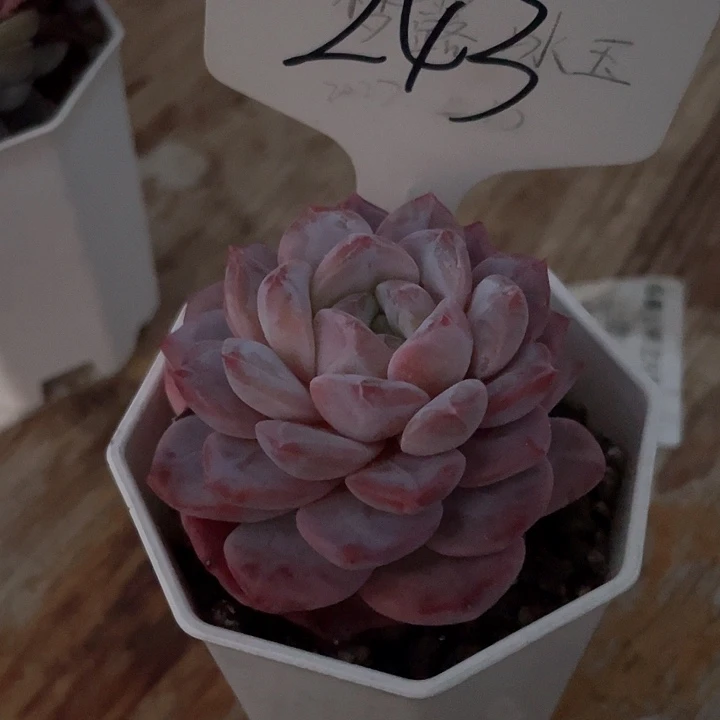 薇薇安园艺多肉243