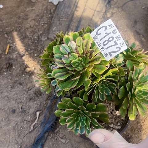 1872多肉植物法师法师