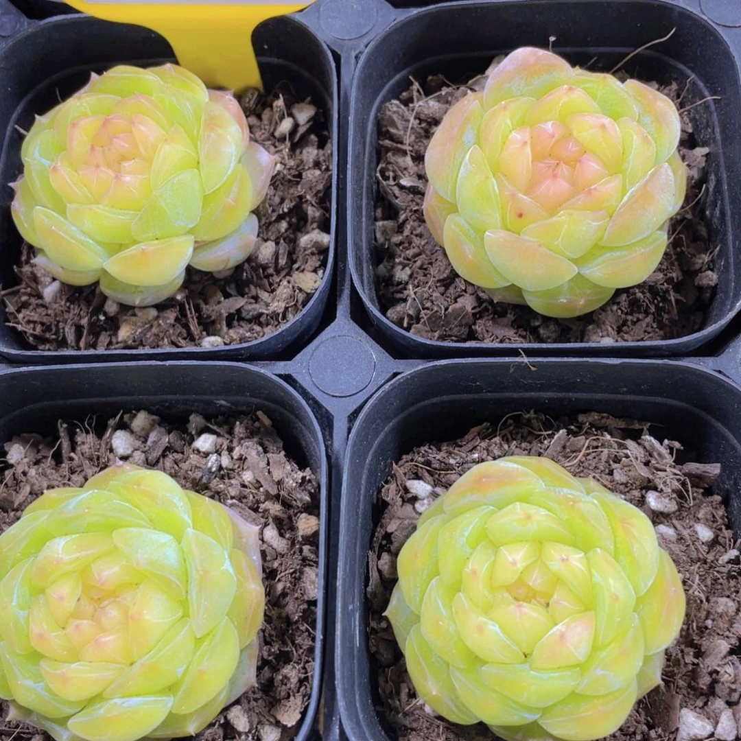 410号 钻石冰透珍妮一个