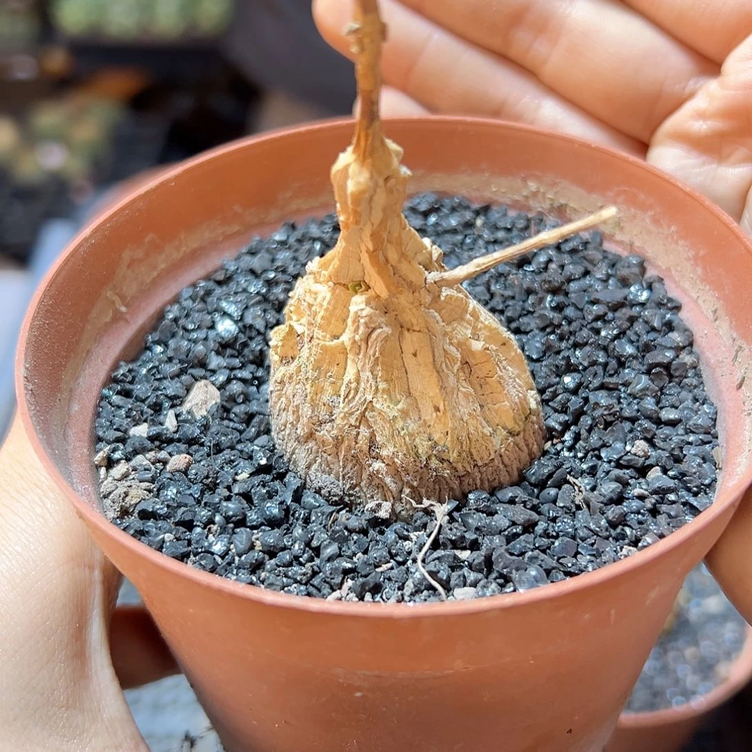 龟甲魔罗3.8公分带盆