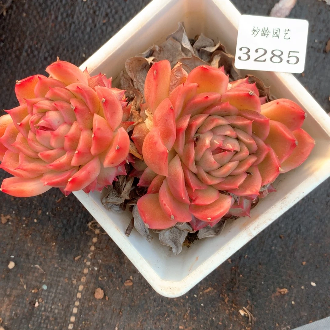 阿*3285杂交多肉植物