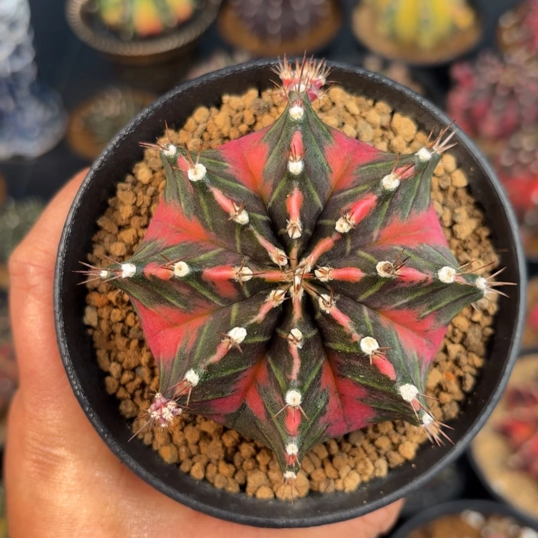 泰系米哈实生仙人球120