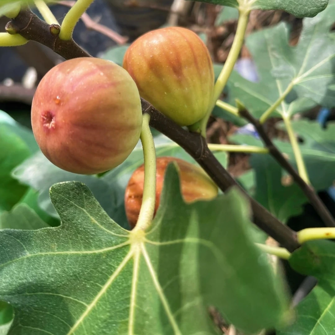 【新疆包邮｜盆栽观果】观果盆景小苗盆栽原盆原土南北疆均可种植