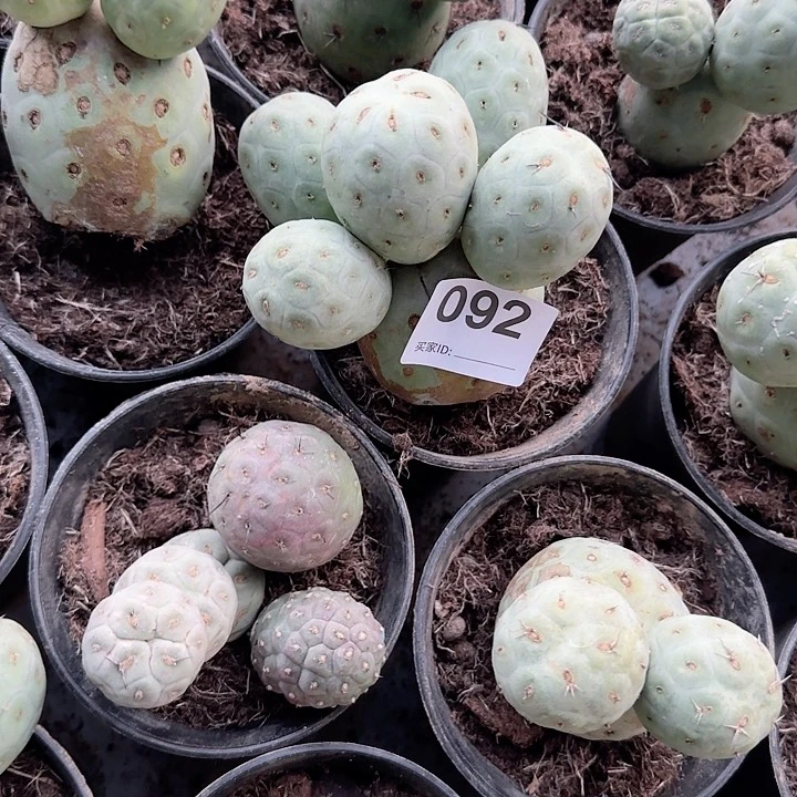 落地无根六头蓝白皮092