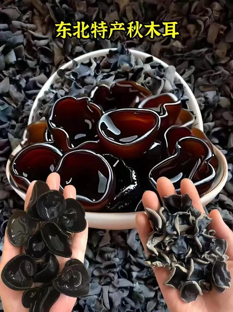 （试吃100克）东北秋木耳无根肉厚长白山椴木特产