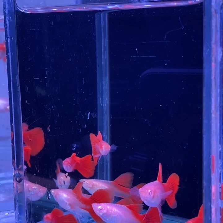 孔雀鱼血红飘5对孔雀