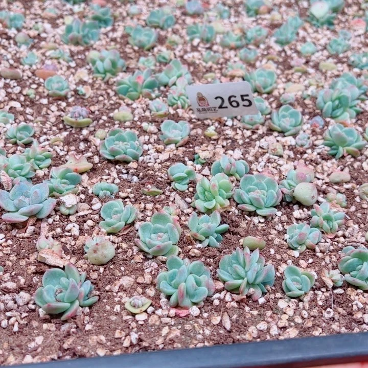 今***丶多肉植物多肉植物