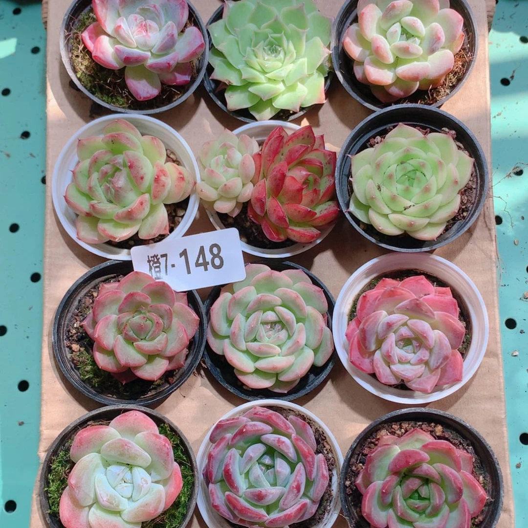 7-148一物一拍带盆18颗