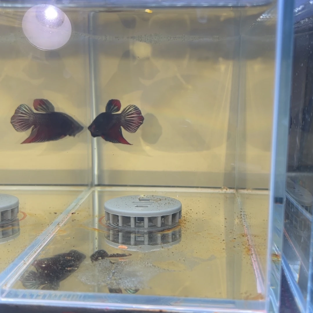 斗鱼泰国斗鱼将军斗鱼009