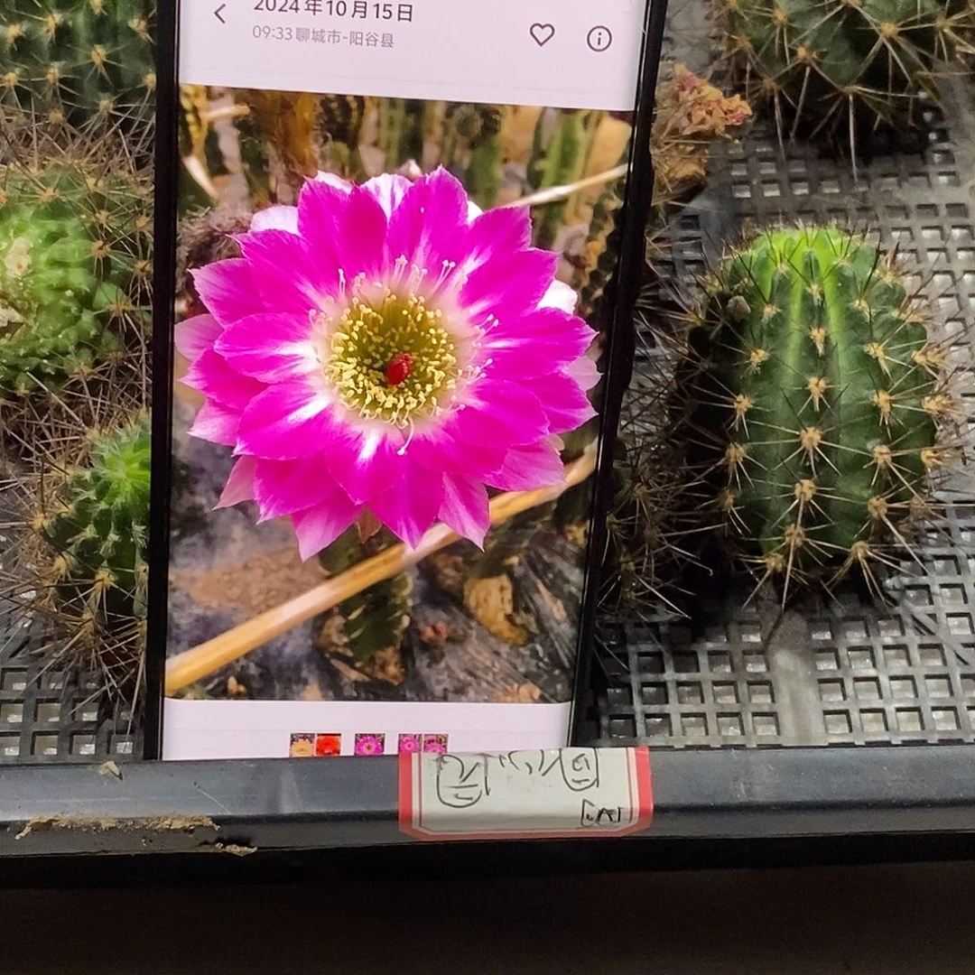 丽 同心圆侧芽 歪 20包邮4公分以上 徒