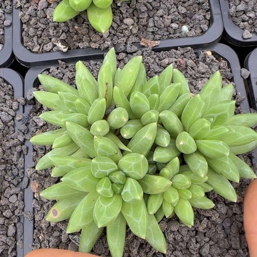****默多肉植物多肉植物