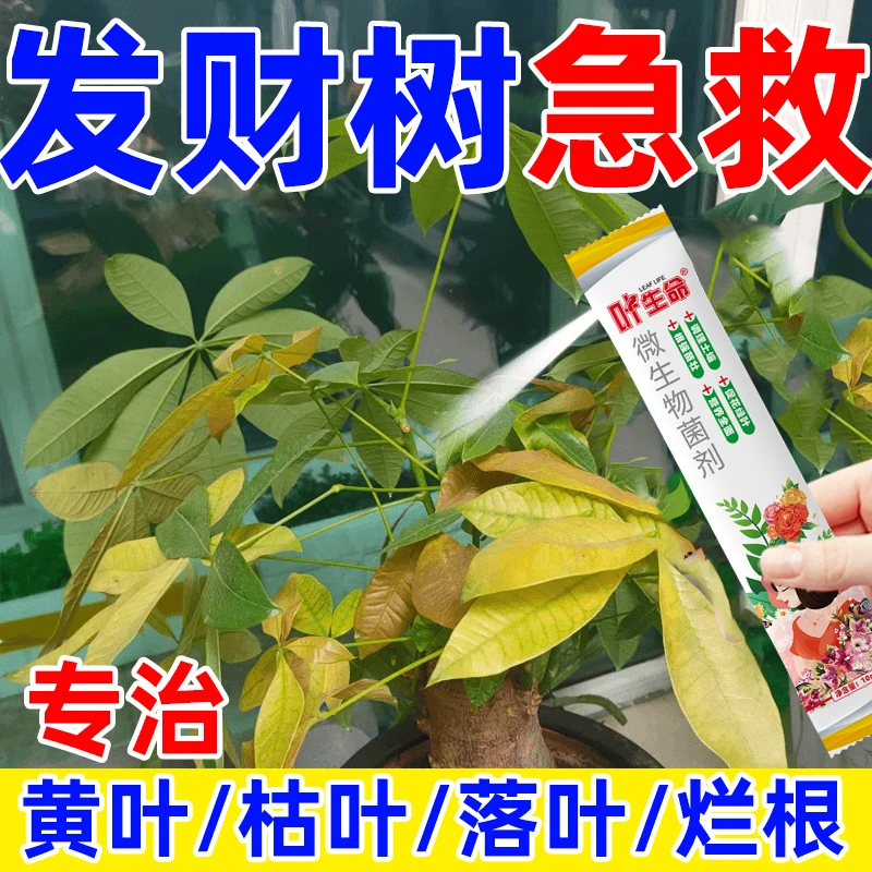 【急救】发财树营养肥料专治黄叶烂根枯萎催新芽绿叶专用肥料