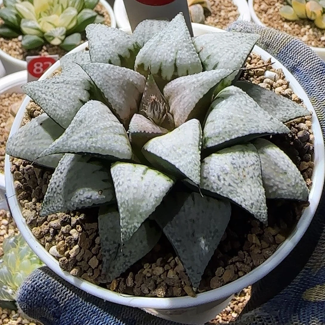 360号非组白雪姬 8.5 厘米左右一物一拍带盆发货