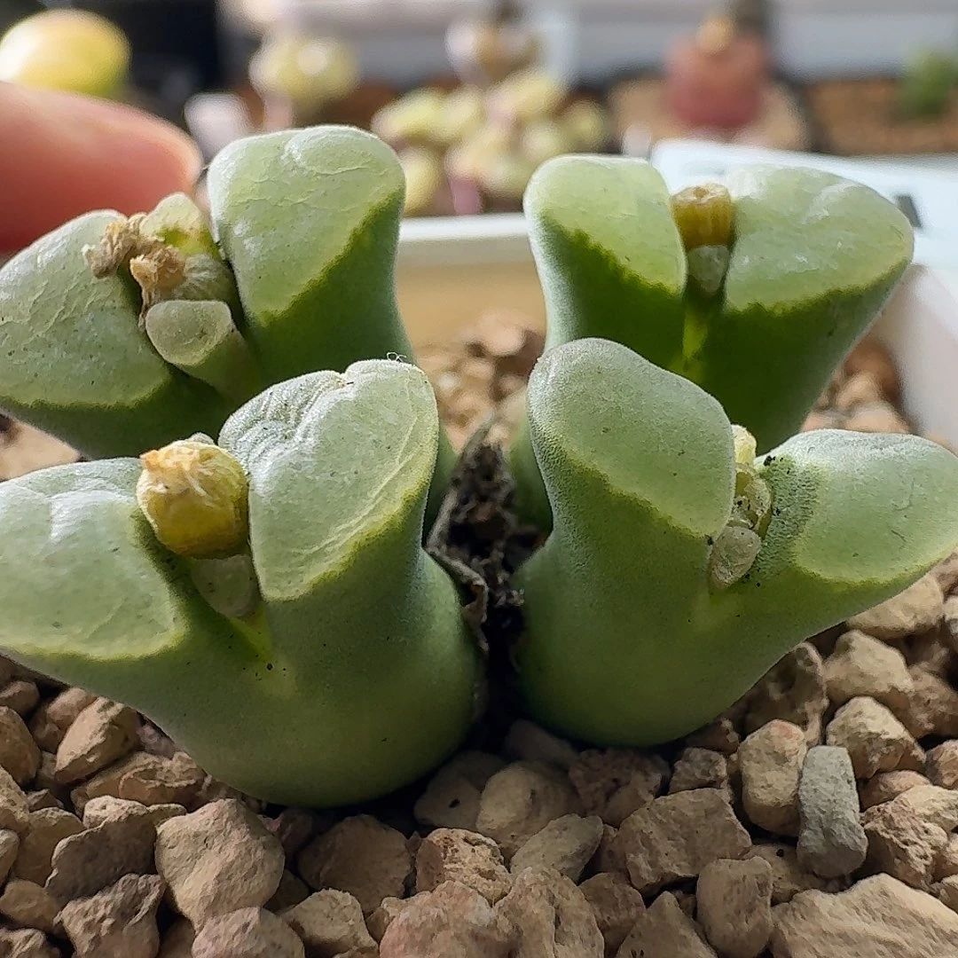 2418极窗唇印风铃玉