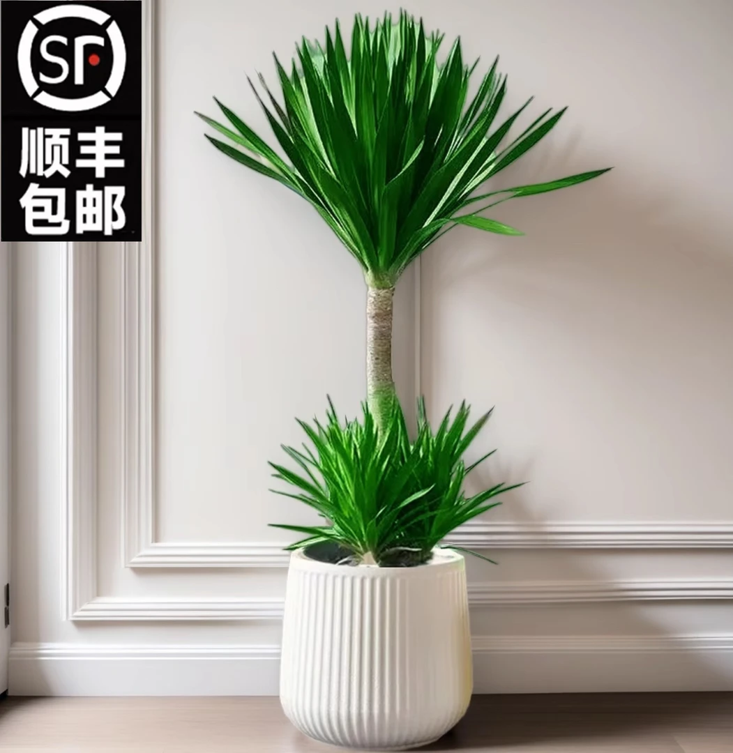 【顺丰包邮】太空铁双层龙血树大型客厅四季好养耐活网红绿植盆栽