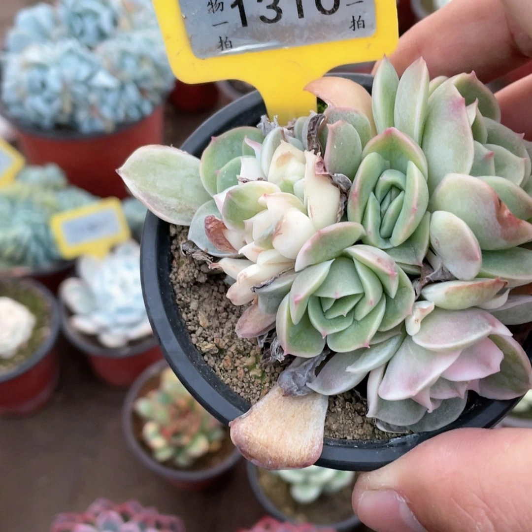 【闪购商品】記****〃1310号