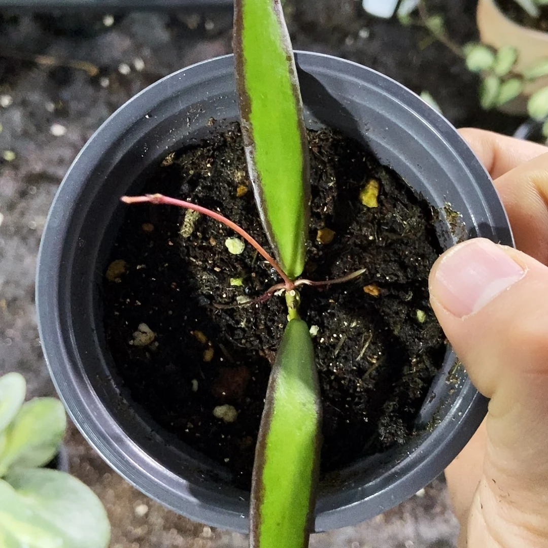 完全开放桑迪球兰80