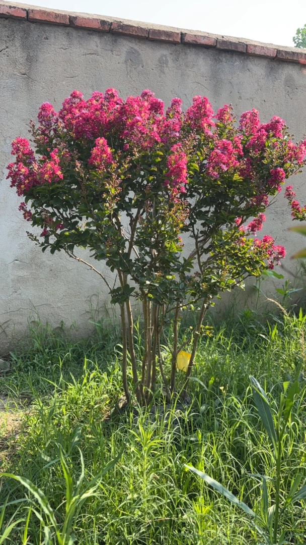 百丽花树夹竹桃紫薇美国丰花矮生型盆景苗花树紫薇树苗地栽紫薇花