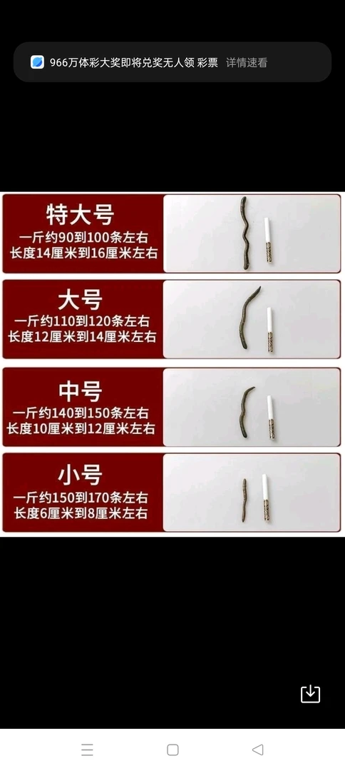 鲜活青黑蚯蚓中通包邮用于钓黄鳝钓鱼的优质活饵