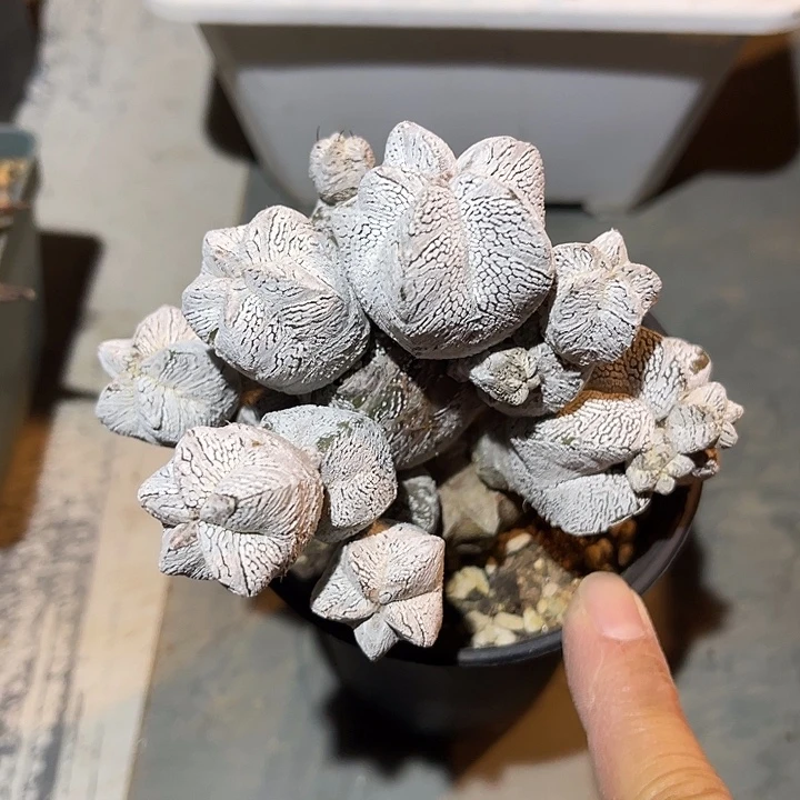 满38包邮2天凑单，脱土晾根发货多肉植物嫁接的恩冢
