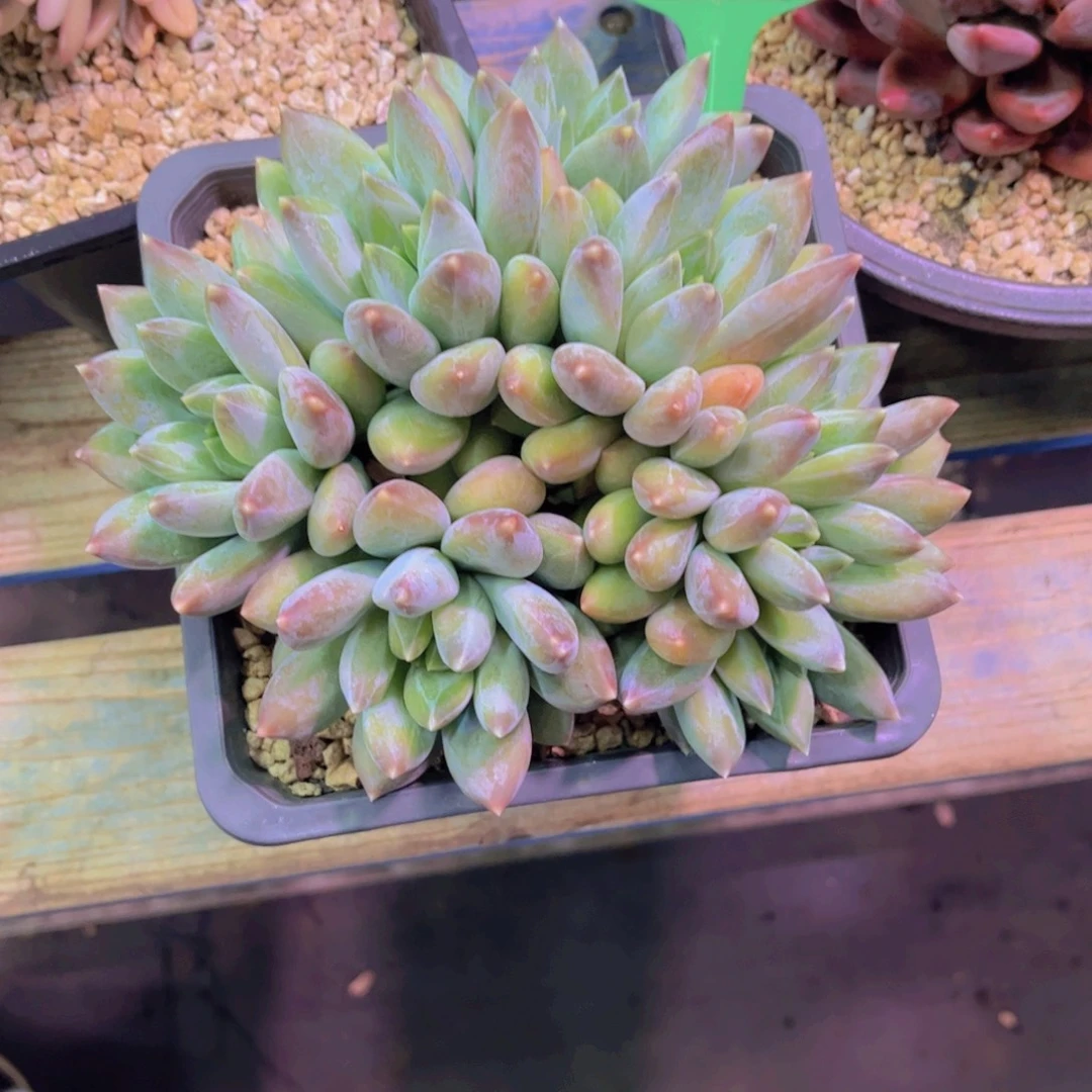 嘻***怪重楼Ａ８３８号一颗一物一拍