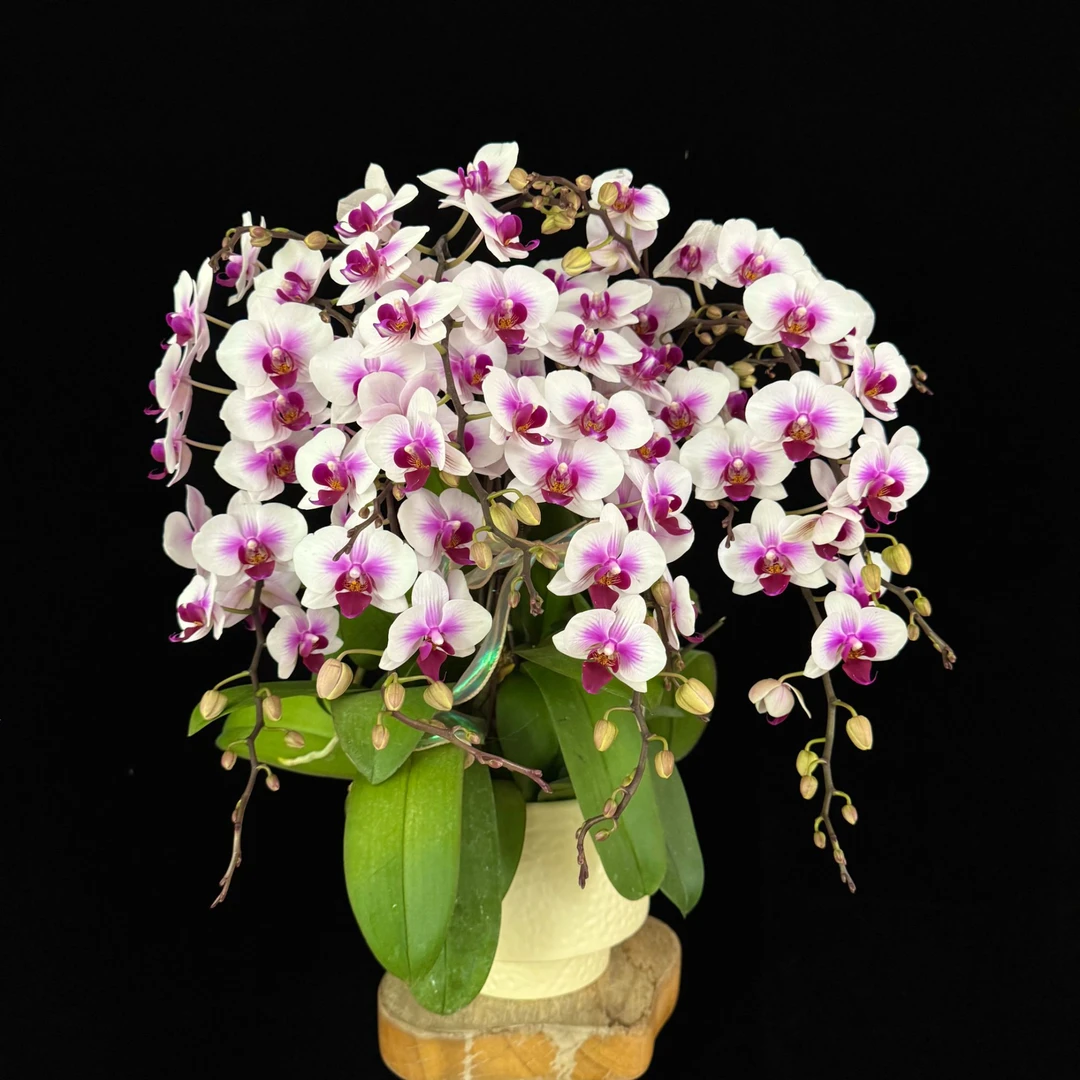 【小婚纱】白色花花粉色渐变花心 蝴蝶兰 室内花卉 耐开耐摆