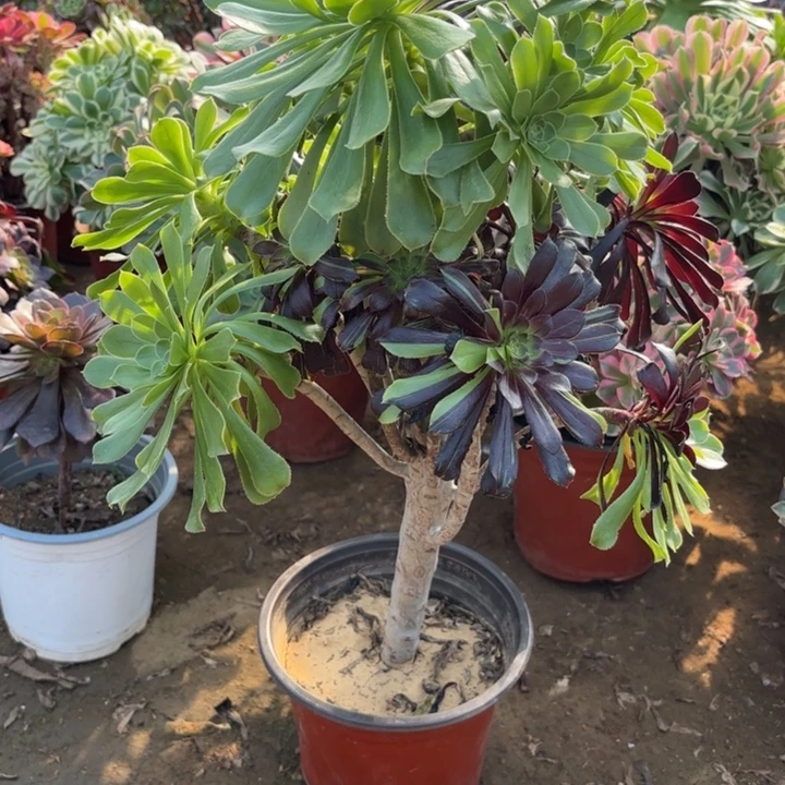 多肉植物法师水墨丹青24