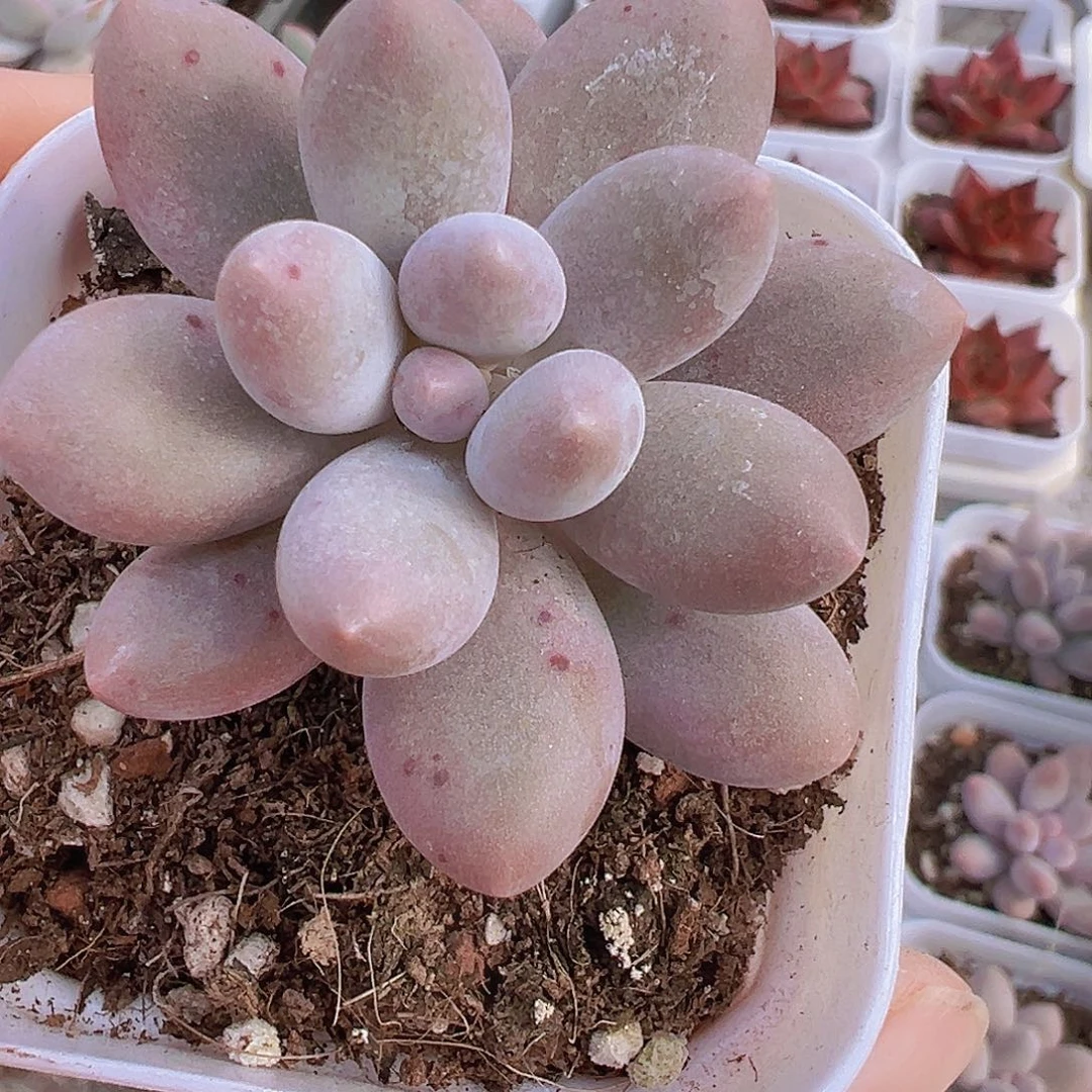 粉汤圆19包邮多肉