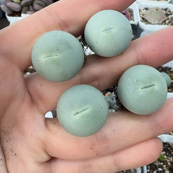 老马生石花鸽子蛋913