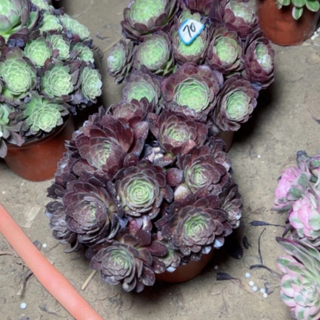 【闪购商品】多肉植物两个70