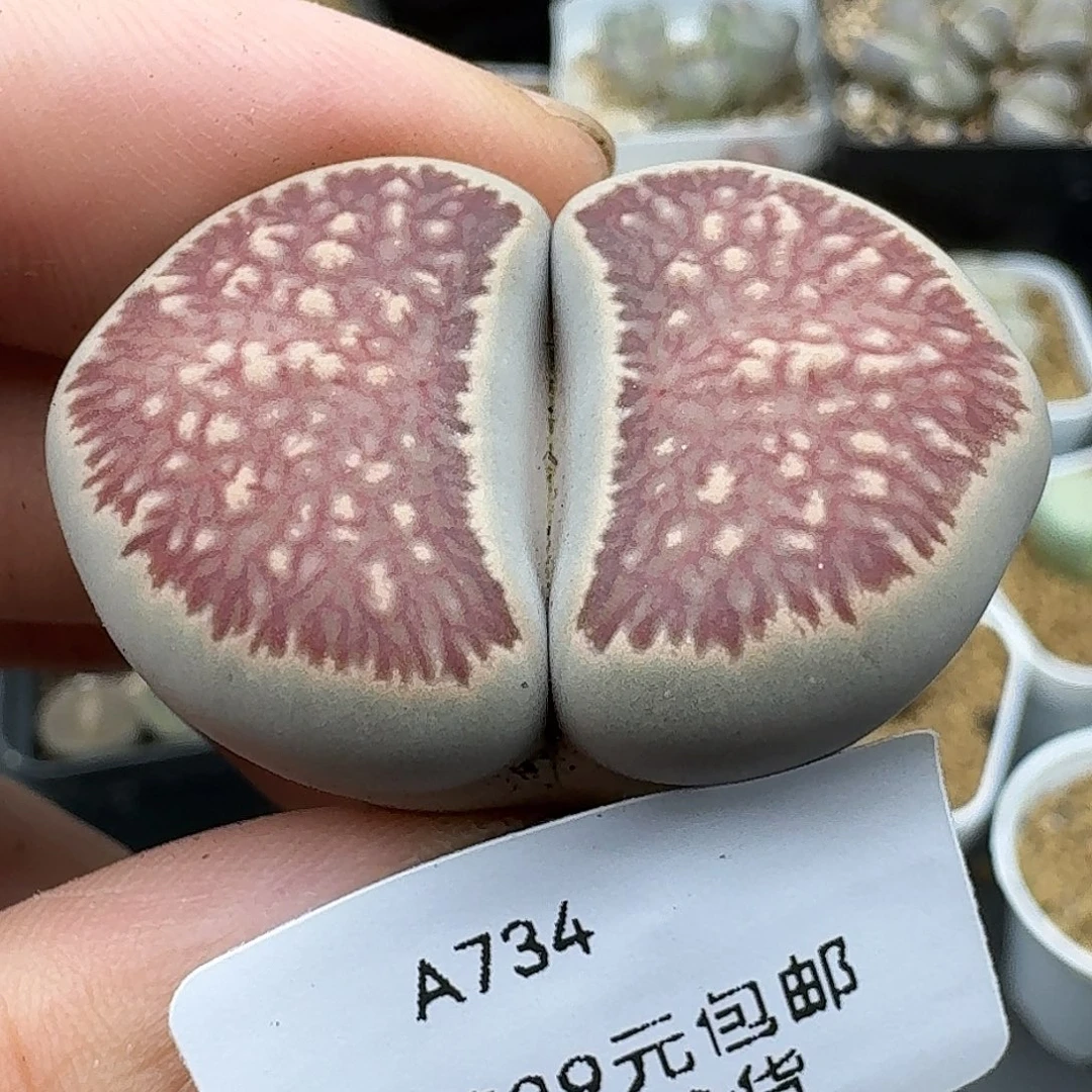 734号3.7厘米哈哈哈哈哈哈