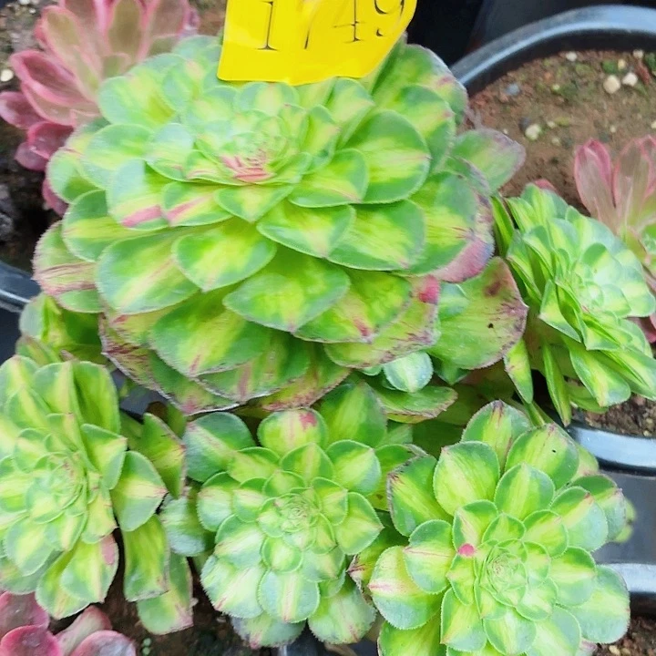 多肉植物知否1749