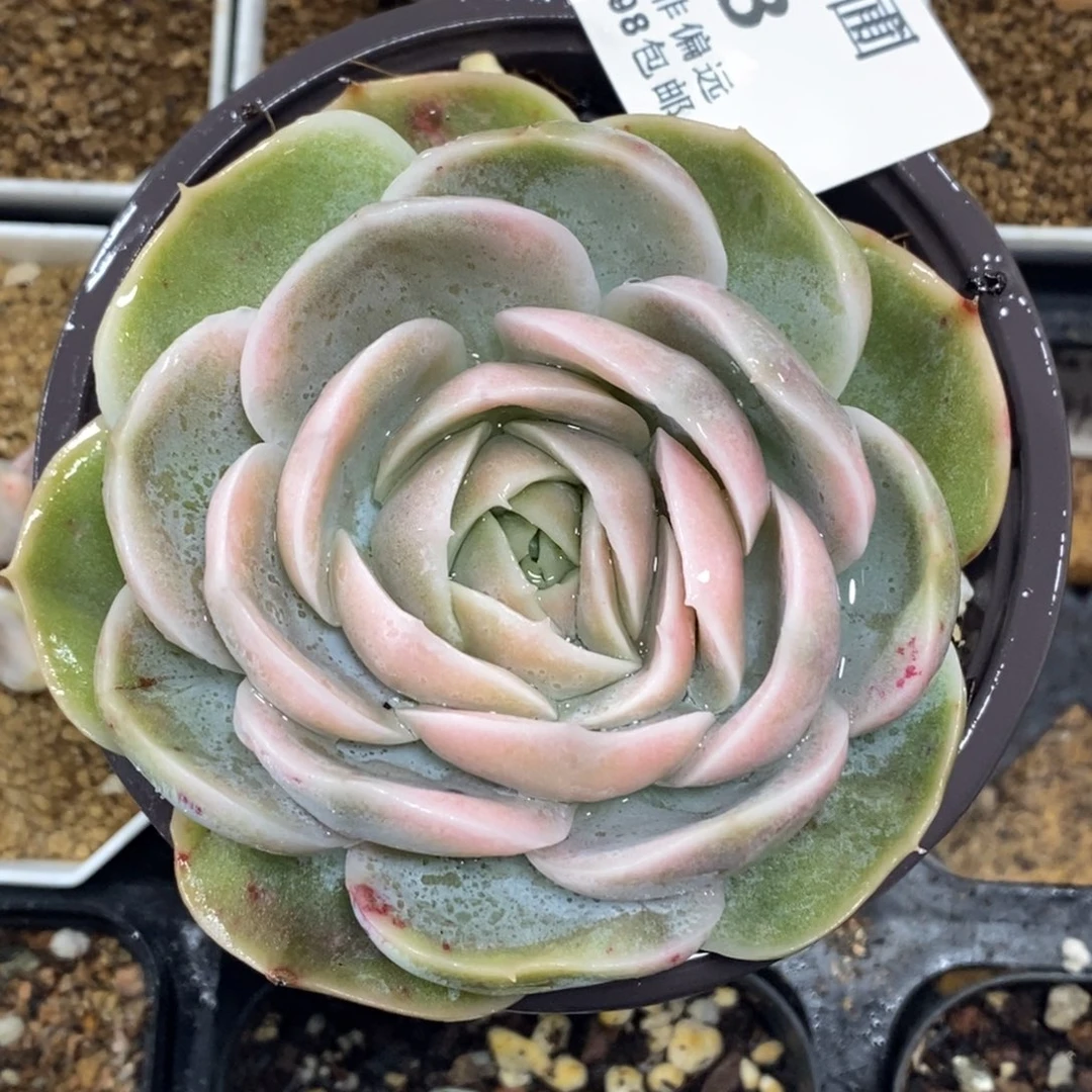 梦***?578钱串锦十棵加蓝色惊喜锦