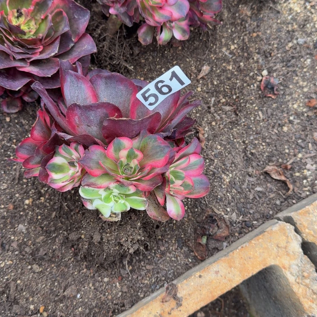 561多肉植物魅金锦