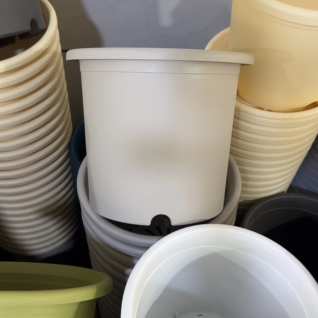 微瑕6号7个带托，灰白