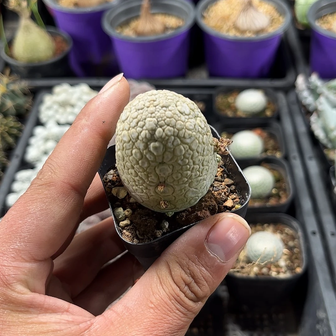 凝蹄玉单头发货单头发